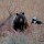 Grizzly-on-elkFB