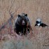 Grizzly-on-elkFB