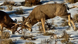 Was out filming mule deer and got into this fight during the rut. Go to my Face Book to see all 7 photos of this great fight.