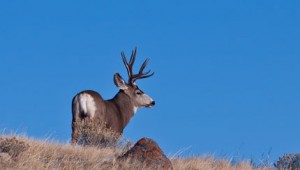 I shoot this photo of a small buck with the full moon the other day.