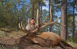 The 2011 EBJ Hunt Winner, Curtis Tobias, with his awesome bull!