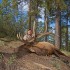 The 2011 EBJ Hunt Winner, Curtis Tobias, with his awesome bull!