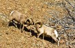 #4. BH SheepBlog