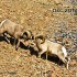 #4. BH SheepBlog