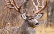 #2.-250-MD-Rut-FB