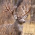 #2.-250-MD-Rut-FB