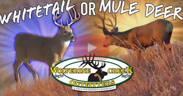 YOUR CHOICE WHITETAIL Or MULE DEER HUNTING In Nebraska Rifle Hunting