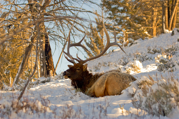 340-6x5-bull-in-snow