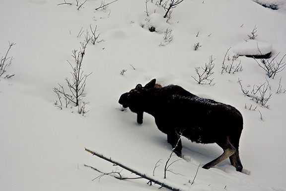 bullmoosespring