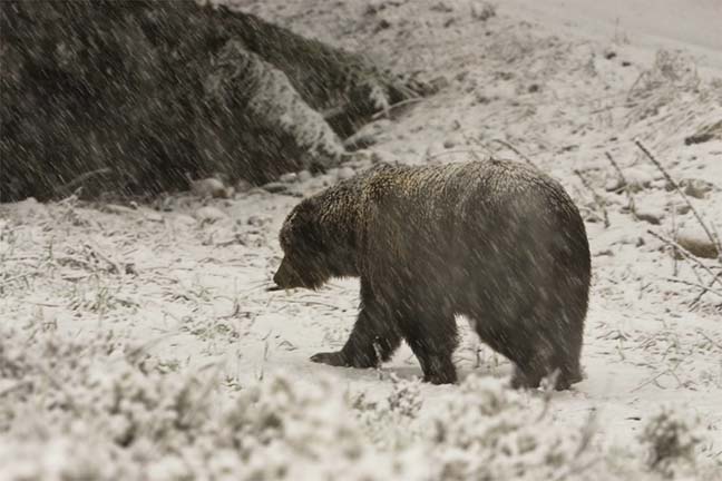 grizzly-walking-snow