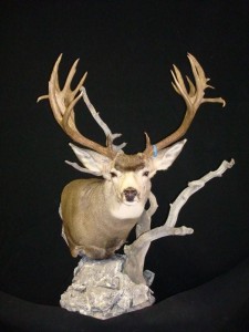 Front view of the new and improved Wyoming deer mount.