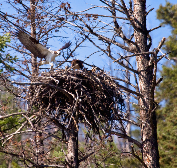 Osprey