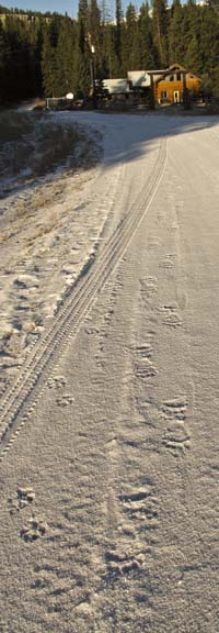 Wolf and Grizzly tracks on the road