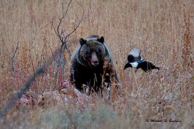 Top 5 Idaho Elk Hunts Eastmans Official Blog Mule Deer Antelope Elk Hunting And 4192