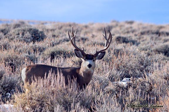 Mule Deer Buck Spread - Eastmans' Official Blog | Mule Deer, Antelope ...