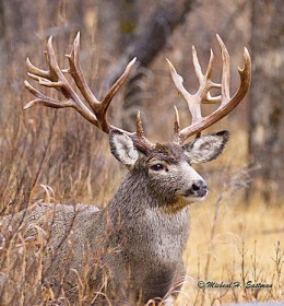 Giant WY Non-Typical Buck - Lost & Found - Eastmans' Official Blog ...