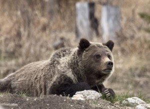 Grizzly on mount