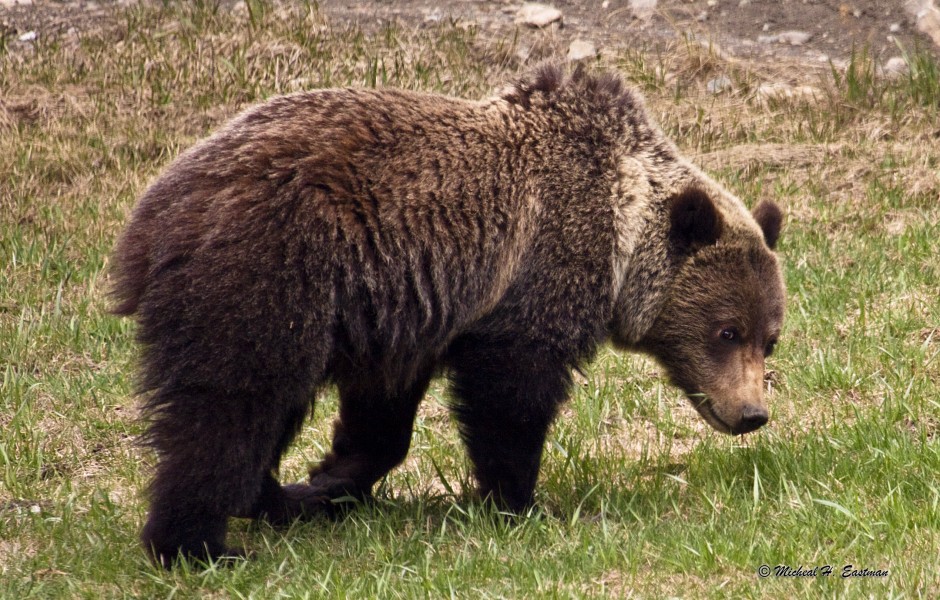 Hunting Elk in Grizzly Country - Eastmans' Official Blog | Mule Deer ...