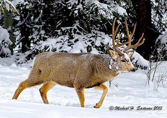 The 30/30 Winter Range Cold Snap - Eastmans' Official Blog | Mule Deer ...