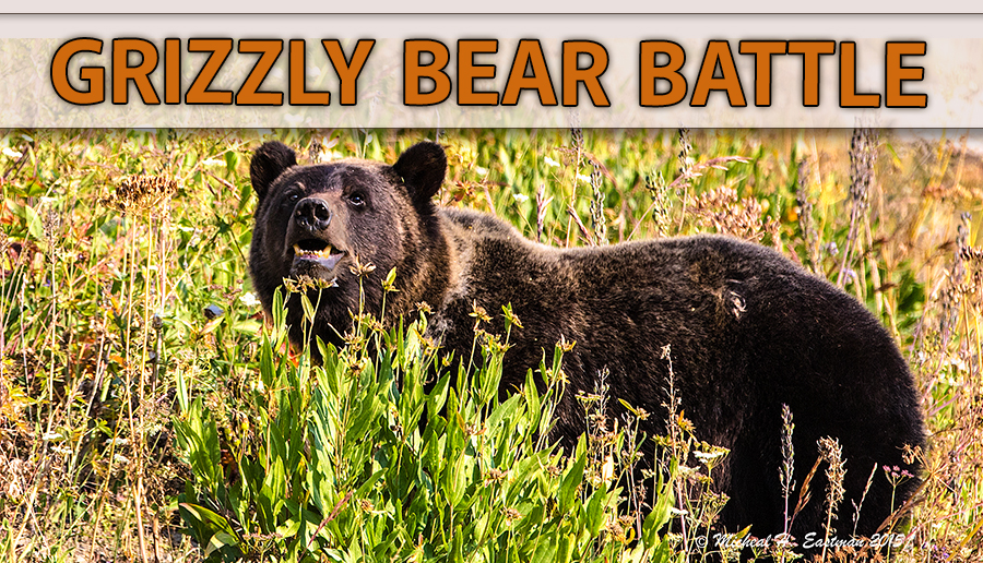 Grizzly Bear Battle - Eastmans' Official Blog, Mule Deer, Antelope, Elk  Hunting and Bowhunting Magazine