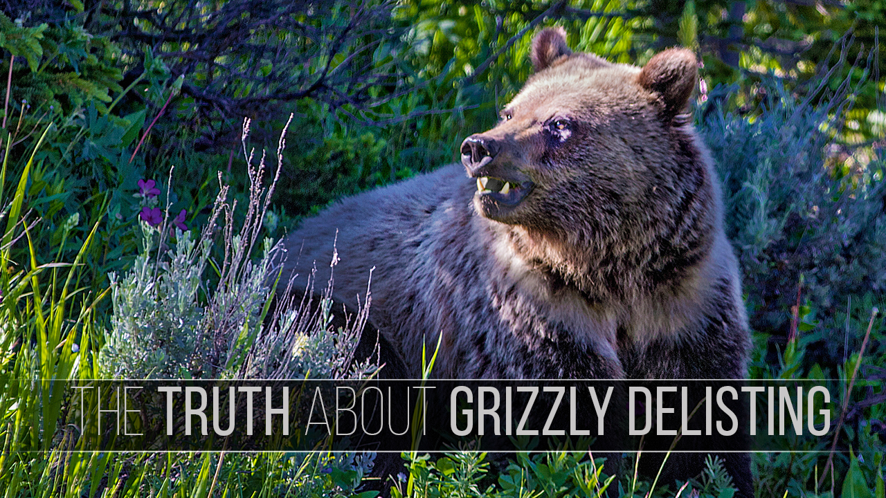 TheTruthAboutGrizzlyDelisting