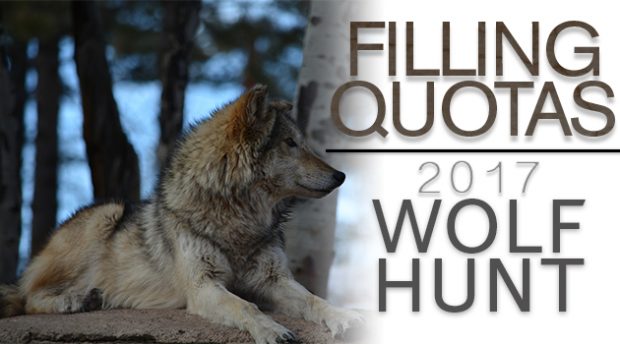 Filling Quotas: Wyoming Wolf Hunt 2017