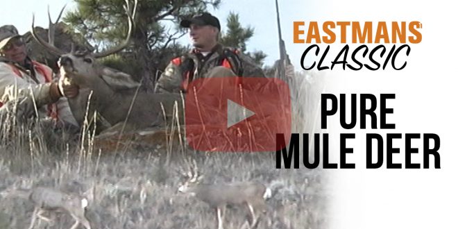 Pure Mule Deer - Hunting Montana Mule Deer With Guy Eastman - Eastmans ...