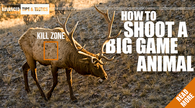How to Shoot a Big Game Animal - Eastmans' Official Blog | Mule Deer,  Antelope, Elk Hunting and Bowhunting Magazine | Eastmans' Hunting Journals