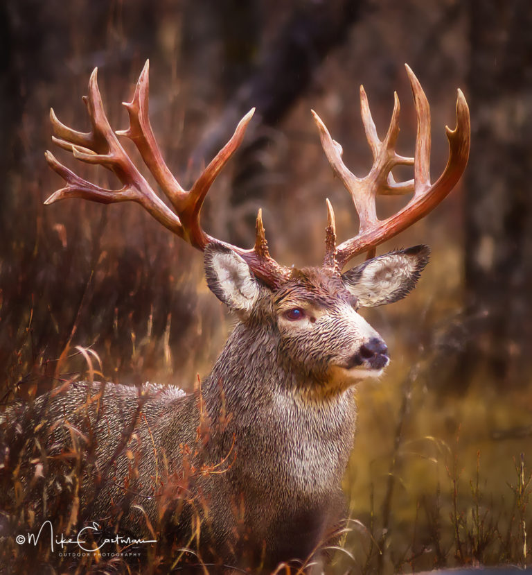 Big Bucks…Are Where Ya’ Find Em’ - Eastmans' Official Blog | Mule Deer ...