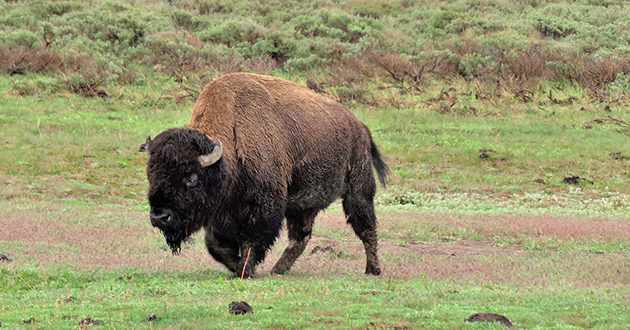 Montana Native Americans Ask Government for help in Reintroducing Bison ...