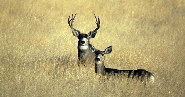 Wildlife Crisis In Montana Cwd Muzzleloader Season Either Sex Tags Eastmans Official Blog 8716