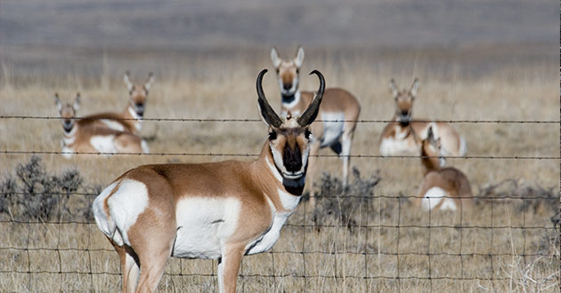 Four Pronghorns Poached And Left To Rot Eastmans Official Blog Mule Deer Antelope Elk 9932