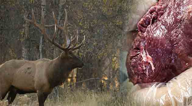 Trichinosis in Wild Game - What You Need to Know