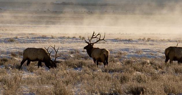 Montana FWP Changes Course To Privatize Elk Hunting - Eastmans ...