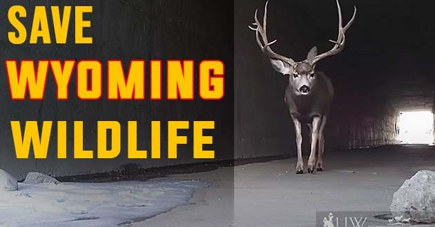 Wyoming's Mule Deer Need Your Help - Eastmans' Official Blog | Mule ...