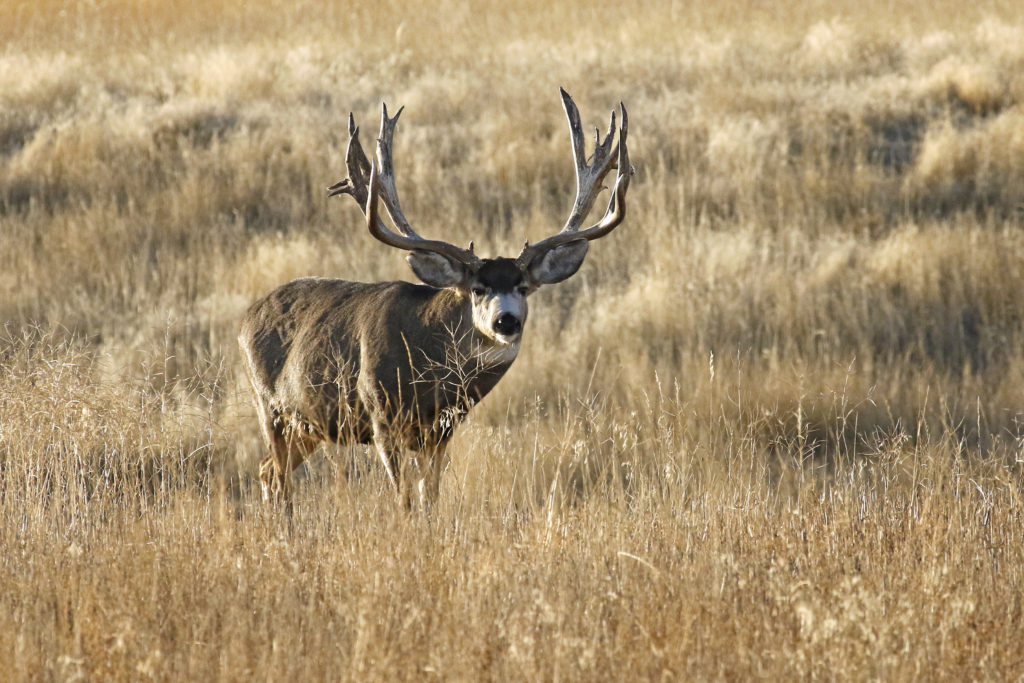 Idaho's Top Deer Units - 2019 Edition! - Eastmans' Official Blog | Mule ...