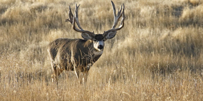 CWD Management - Science Or Money? - Eastmans' Official Blog | Mule ...