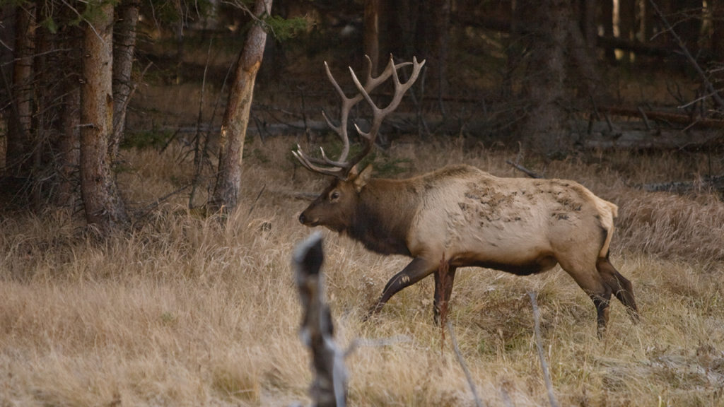 Quick and Easy Field Judging Bull Elk - Eastmans' Official Blog | Mule ...