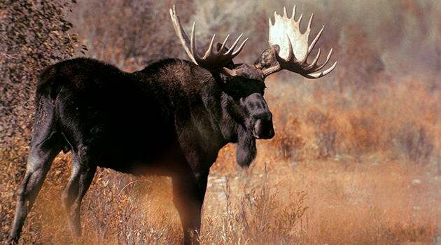 Wyoming Passes 90/10: The Worst Article You'll Read This Year - Eastmans'  Official Blog, Mule Deer, Antelope, Elk Hunting and Bowhunting Magazine