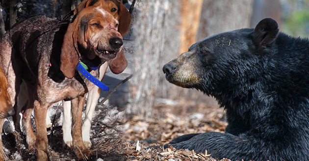 Montana Black Bear Season Update - Eastmans' Official Blog | Mule Deer ...