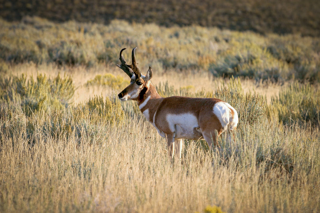 Guy’s TOP 5 Picks for Wyoming Antelope 2022 - Eastmans' Official Blog