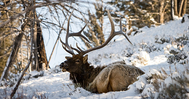 Top 5 Idaho Elk Hunts Eastmans Official Blog Mule Deer Antelope Elk Hunting And 6326