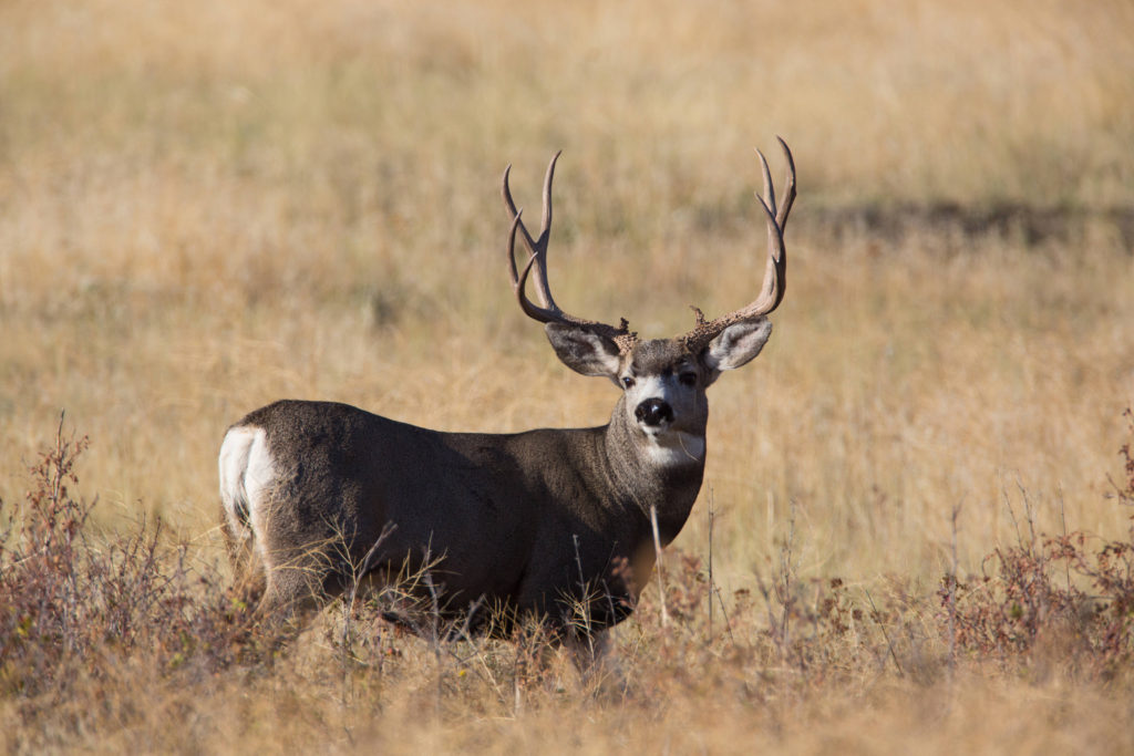 Shepherd Montana Poacher Sentenced Too Light Eastmans Official Blog Mule Deer Antelope 1406