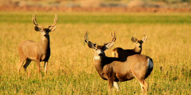 Taxidermist Convicted Eastmans Official Blog Mule Deer Antelope Elk Hunting And 3155