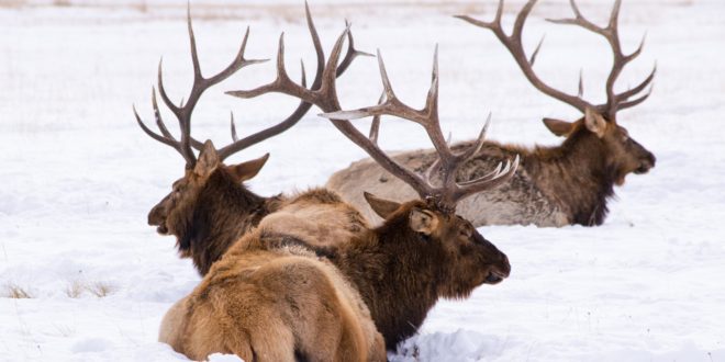 Wyoming “rebrands” Elk Depredation Hunts Eastmans Official Blog Mule Deer Antelope Elk 6811