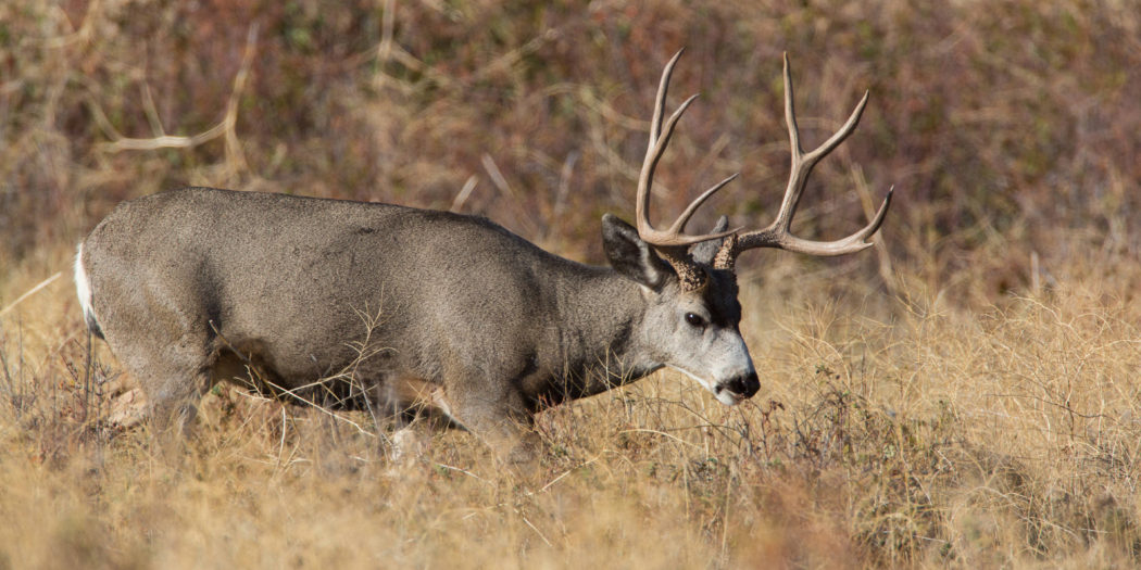 Eastmans Official Blog Mule Deer Antelope Elk Hunting And Bowhunting Magazine Eastmans 0047