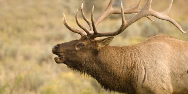 More Non-Resident Elk Tags For Wyoming! - Eastmans' Official Blog ...