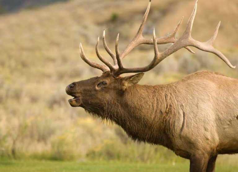 More NonResident Elk Tags For Wyoming! Eastmans' Official Blog