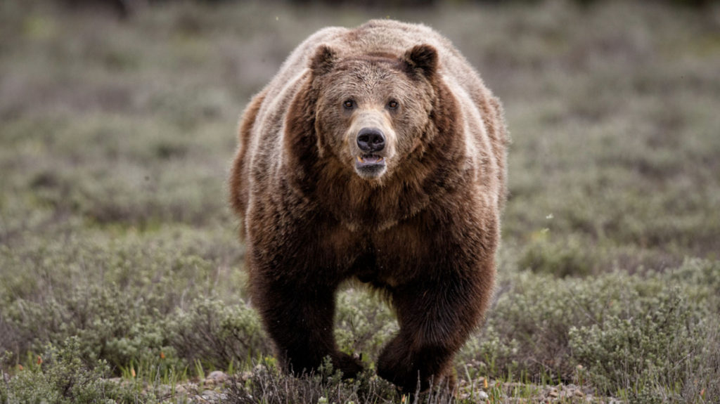 Grizzly Mauls Pair Of College Wrestlers - Eastmans' Official Blog ...