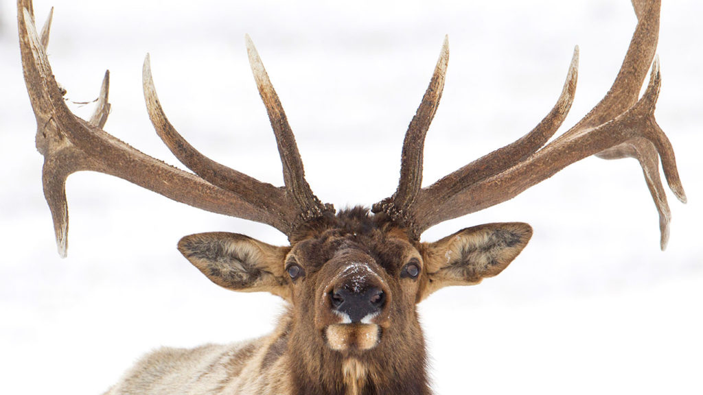 Another Montana Elk Poacher Eastmans Official Blog Mule Deer Antelope Elk Hunting And 0261